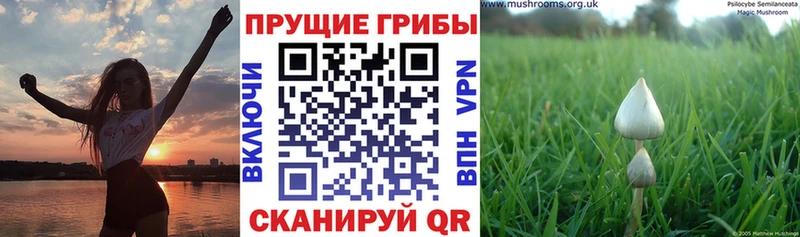 Галлюциногенные грибы прущие грибы  купить   Оса 